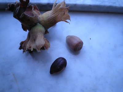 Nocciole.JPG (129.32 KiB) Osservato 810 volte Nocciole.JPG