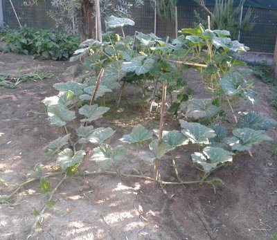 zucca .jpg (108.13 KiB) Osservato 799 volte zucca .jpg