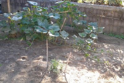 zucca1.jpg (91.75 KiB) Osservato 799 volte zucca1.jpg