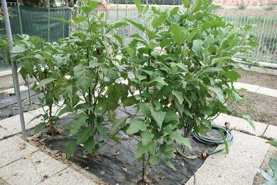 melanzane orto.jpg (103 KiB) Osservato 1015 volte melanzane orto.jpg
