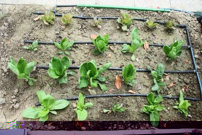 Radicchi orto.jpg (118.94 KiB) Osservato 1015 volte Radicchi orto.jpg