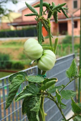 ultimi pomodori.jpg (64.1 KiB) Osservato 1015 volte ultimi pomodori.jpg