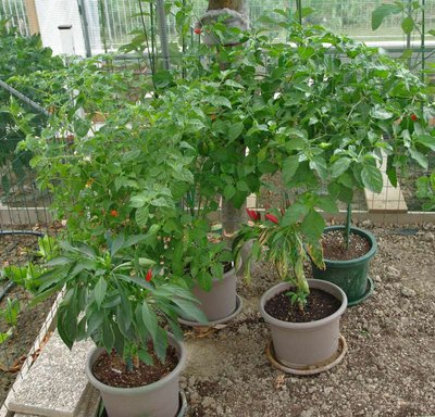 ultimi peperoncini.jpg (136.31 KiB) Osservato 1015 volte ultimi peperoncini.jpg