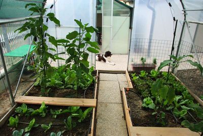 insalate e radicchi tunnel.jpg (91.44 KiB) Osservato 1015 volte insalate e radicchi tunnel.jpg