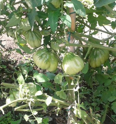 pomo1.jpg (82.27 KiB) Osservato 892 volte pomo1.jpg