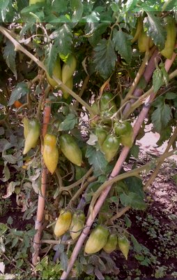 pomo2.jpg (86.08 KiB) Osservato 892 volte pomo2.jpg