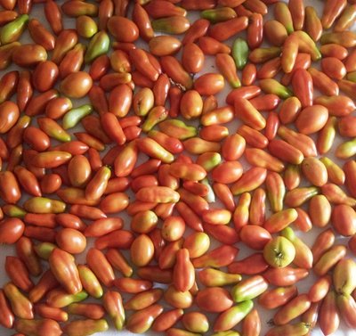 Raccolto due giorni fa / 05092012.jpg 05092012.jpg