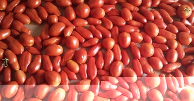 Raccolto quasi una settimana fa / 05092012001.jpg 05092012001.jpg