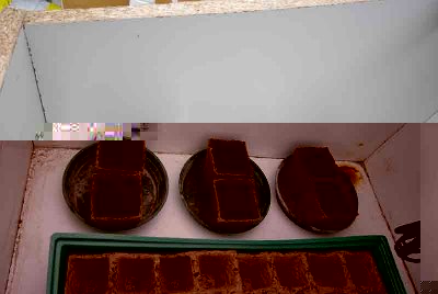 semina4.JPG (34.56 KiB) Osservato 1251 volte semina4.JPG