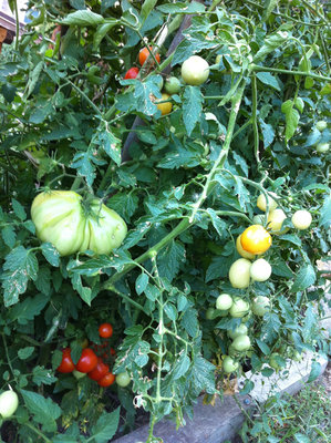 I pomodori STRETTI STRETTI / 2.jpg 2.jpg