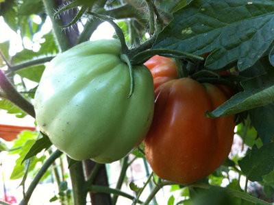 Pomodori Cuori di Bue / 3.jpg 3.jpg