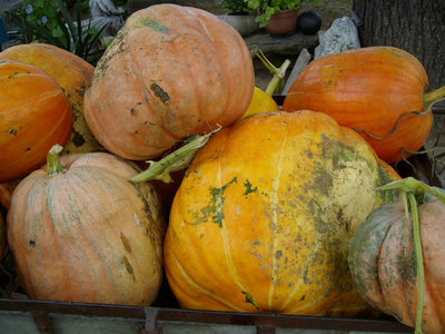 zucche tante.jpg (125.6 KiB) Osservato 933 volte zucche tante.jpg