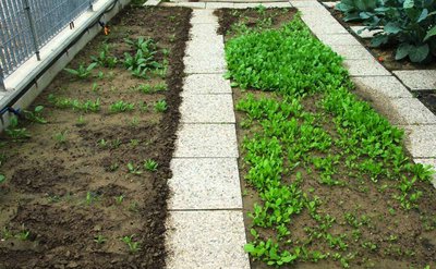 Nuove semine radiccio a grumo-spinaci-erbette da costa.JPG (103.23 KiB) Osservato 878 volte Nuove semine radiccio a grumo-spinaci-erbette da costa.JPG