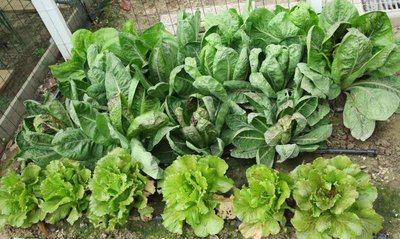 Insalata radicchi.JPG (95.21 KiB) Osservato 878 volte Insalata radicchi.JPG