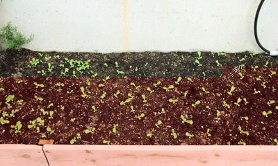 Semina Insalata riccia.JPG (89.46 KiB) Osservato 1113 volte Semina Insalata riccia.JPG