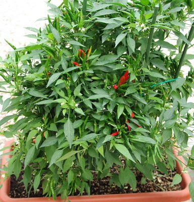 Ultimi peperoncini.JPG (126.87 KiB) Osservato 1113 volte Ultimi peperoncini.JPG