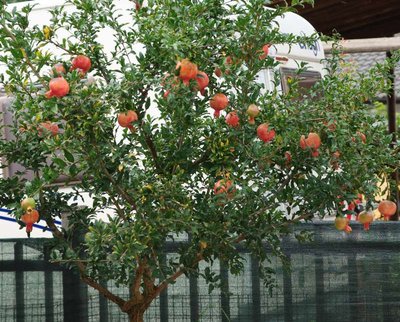 Melograno pronto da raccogliere.JPG (136.08 KiB) Osservato 1113 volte Melograno pronto da raccogliere.JPG