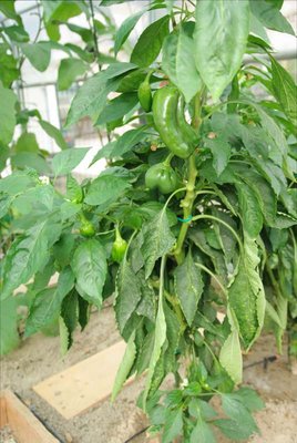 Peperoni tunnel.JPG (75.78 KiB) Osservato 1113 volte Peperoni tunnel.JPG