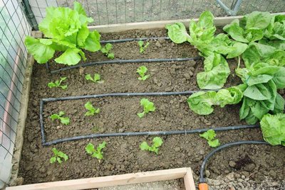 Nuovo trapianto insalata tunnel.JPG (107.81 KiB) Osservato 1113 volte Nuovo trapianto insalata tunnel.JPG