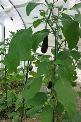 Melanzane nere tunnel.JPG (70.47 KiB) Osservato 1113 volte Melanzane nere tunnel.JPG