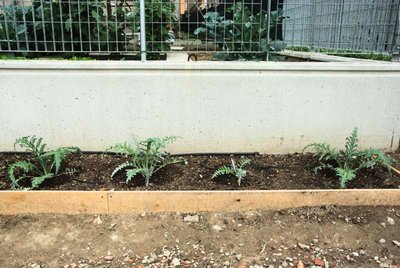 Piante di carciofo.JPG (95.2 KiB) Osservato 1049 volte Piante di carciofo.JPG