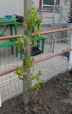 Uva bianca Matilde.JPG (88.6 KiB) Osservato 989 volte Uva bianca Matilde.JPG