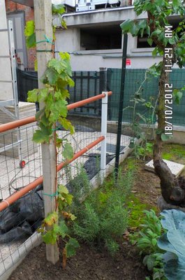 Uva bianca Pizzuttella.JPG (94.63 KiB) Osservato 989 volte Uva bianca Pizzuttella.JPG