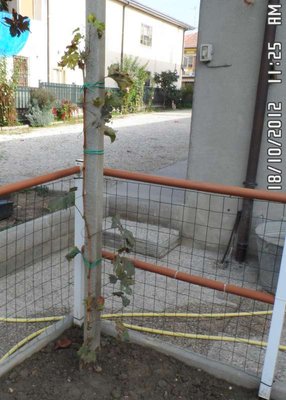 Uva rossa Cardinal.JPG (82.67 KiB) Osservato 989 volte Uva rossa Cardinal.JPG