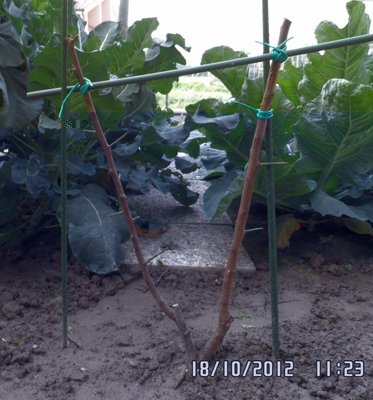 Doppio Prugno.JPG (173.82 KiB) Osservato 989 volte Doppio Prugno.JPG