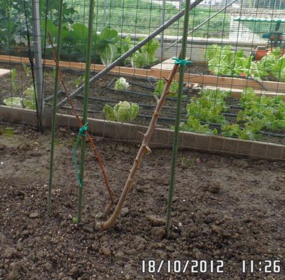 Pianta doppia - Prugno e Albicocco.JPG (131.13 KiB) Osservato 989 volte Pianta doppia - Prugno e Albicocco.JPG