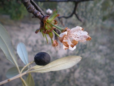 Ciliegio.JPG (134.83 KiB) Osservato 1049 volte Ciliegio.JPG