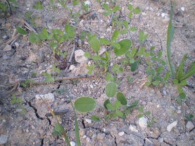 Sulla e trifoglio.JPG (254.55 KiB) Osservato 1049 volte Sulla e trifoglio.JPG