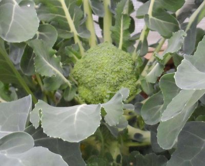 Broccoli sotto tunnel.JPG (66.9 KiB) Osservato 956 volte Broccoli sotto tunnel.JPG