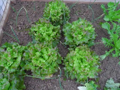 Insalata e cipolle sotto tunnel.JPG (104.99 KiB) Osservato 956 volte Insalata e cipolle sotto tunnel.JPG