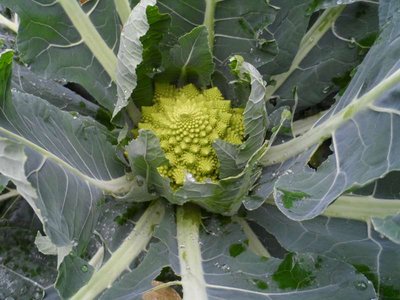 Broccolo romanesco orto.JPG (80.51 KiB) Osservato 956 volte Broccolo romanesco orto.JPG
