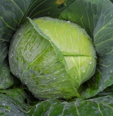 Cavolo capuccio orto.JPG (82.45 KiB) Osservato 956 volte Cavolo capuccio orto.JPG