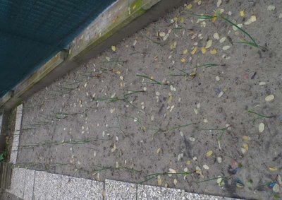 Cipolle lunga di Firenze.JPG (84.79 KiB) Osservato 954 volte Cipolle lunga di Firenze.JPG