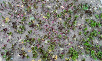 Radicchio a grumo.JPG (102.99 KiB) Osservato 954 volte Radicchio a grumo.JPG