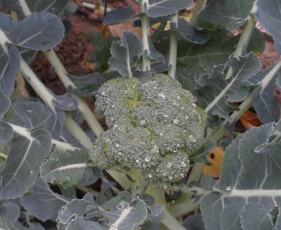 Broccolo orto.JPG (81.08 KiB) Osservato 954 volte Broccolo orto.JPG