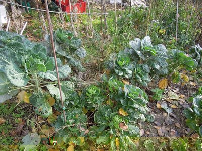 DSCN2533.JPG (210.08 KiB) Osservato 1019 volte DSCN2533.JPG