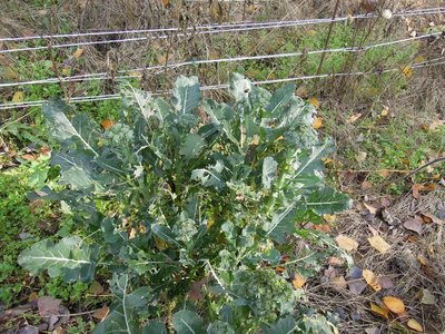 DSCN2537.JPG (218.67 KiB) Osservato 1019 volte DSCN2537.JPG