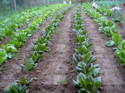 trevisano, palla rossa,torciglioni, lusia e cavarzere orto 1 / P1000419-2.jpg P1000419-2.jpg