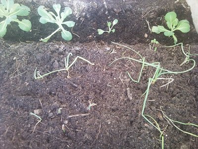 06022013005.jpg (390.68 KiB) Osservato 899 volte 06022013005.jpg