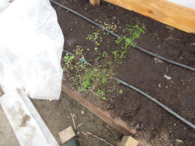 2DSCN3535.JPG (2.16 MiB) Osservato 864 volte 2DSCN3535.JPG