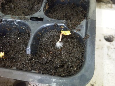 11032013001.jpg (350.55 KiB) Osservato 904 volte 11032013001.jpg