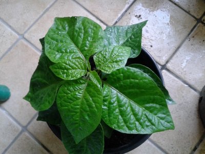 2013-03-13 11.46.43.jpg (212.01 KiB) Osservato 782 volte 2013-03-13 11.46.43.jpg