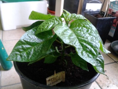 2013-03-13 11.47.09.jpg (197.96 KiB) Osservato 782 volte 2013-03-13 11.47.09.jpg