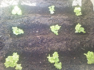 Insalata Gentilina / 15032013.jpg 15032013.jpg