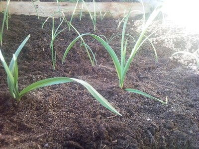 Aglio in primo piano e cipolla di tropea / 15032013002.jpg 15032013002.jpg