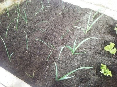 Cipolle, aglio e insalata / 15032013005.jpg 15032013005.jpg